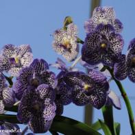 Orchideen Ausstellung in der Orangerie Elfenau 026.jpg